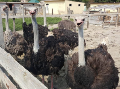 Страусиную экоферму откроют в 2022 году в Новороссийске