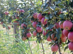  Фермеры Кубани получили до 3 млн рублей на покупку техники и закладку садов 