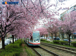 Краснодар прогреется до +20 градусов 2 апреля  