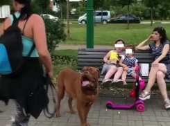 «Бойцовские» собаки без намордников напугали краснодарок, но получили поддержку зоозащитников