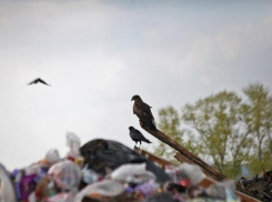 В Новороссийске подстрелили убийцу, спрятавшего труп на свалке