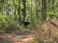 Крупная экзотическая птица поселилась в горах Горячего Ключа