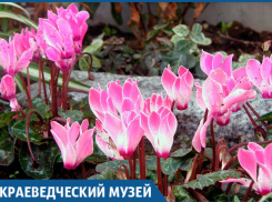 Каким цветам в букете не стоит радоваться на Кубани