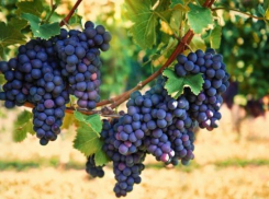 Вино четырех предприятий Кубани пойдет на экспорт в Бельгию