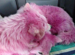 Розовых собак, спасенных на Кубани, пытались призвать в армию