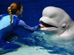В сочинском дельфинарии кит покусал мальчика