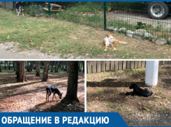 Собаки напали на маму с коляской в парке Краснодара