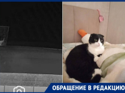 Несчастную кошку заманили в ловушку и похитили в Краснодаре 