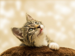 На Кубани живодер отделался исправительными работами за убийство котенка на глазах у детей