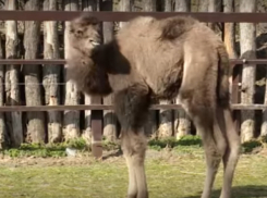 В Краснодарском зоопарке произошло чудо – родился верблюжонок