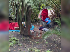 В Сочи задержали спящую в кустах мать с младенцем 