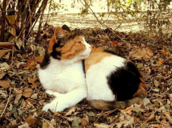 Теплым и солнечным выдастся на Кубани первый выходной день этой недели