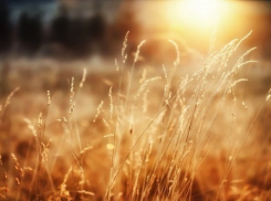 Жители Бахрейна готовы покупать кубанскую пшеницу