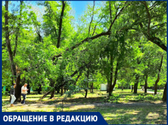 Опасные зоны с падающими деревьями в Чистяковской роще возмутили краснодарцев
