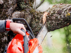 В Краснодаре ухаживать за высаженными деревьями станут по-новому