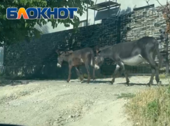 «Ослы ходят по тротуару, а люди по дороге»: краснодарка об отдыхе в Большом Утрише