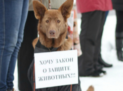 Активисты организовали пикет в Краснодаре против живодеров и зооэкстремистов