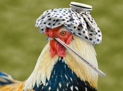 На Кубани запретили ввоз немецкой птицы и яиц из-за гриппа  H5N2