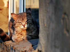 На смену весеннему морозу на Кубань приходит тепло