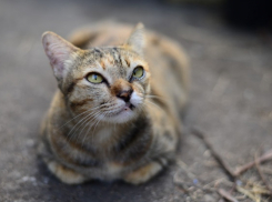 В Краснодарский край вернутся дожди