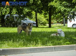 Уголовное дело завели на Кубани после нападения своры собак на подростков