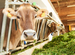 На развитие животноводства Кубани направят более двух миллиардов рублей