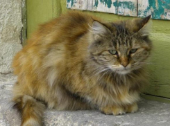 В Краснодаре женщина убила кота ударом о столб