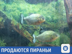 Пираньи ищут новых хозяев в Краснодаре