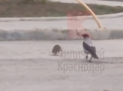 Поединок вороны и крысы попал на видео в Краснодаре