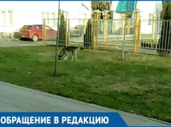  Избавьте нас от этой собаки: Жительница Краснодара пожаловалась на страшного бездомного пса 