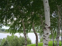 Актуальный Краснодар сегодня: до 25 тепла и без осадков, подлизываемся и танцуем с приведениями. Слушаем Шевчука и едим крапиву 