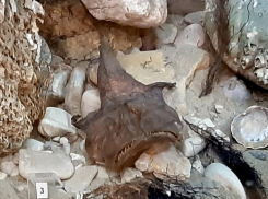 Глубоководный обитатель: чучело морского черта можно увидеть в музее Фелицына в Краснодаре