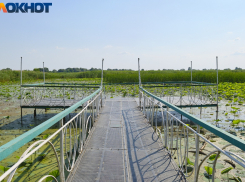 «Озеро Лотосов» и «Берегокубанский лес» в Краснодаре стали особо охраняемыми природными территориями