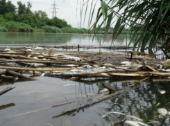 В Карасунах гибнет рыба из-за фекалий, - эксперты Краснодара