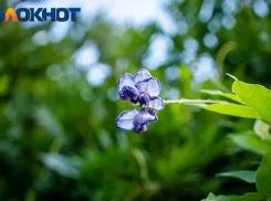 В понедельник днём в Краснодаре обещают до +29