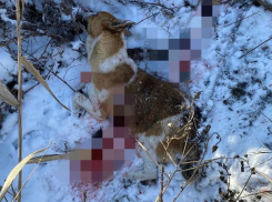 «За что убивать невинное животное?» - жительница Кубани рассказала о расстреле бездомных собак