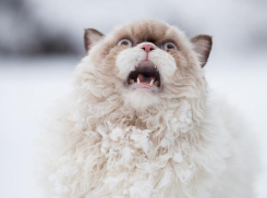  Коротко о погоде на Кубани: снег возвращается