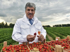 Павла Грудинина в списках кандидатов в президенты России увидят жители Краснодарского края