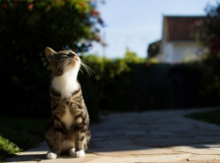  На Кубани потеплеет и закончится дождь 