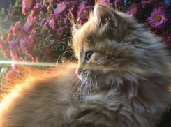 Солнечно и тепло будет в Краснодаре 30 декабря