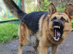 Хозяйка овчарки, растерзавшей 8-летнюю девочку в Сочи, предстанет перед судом