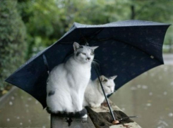 Сезон январских теплых дождей начинается в Краснодаре