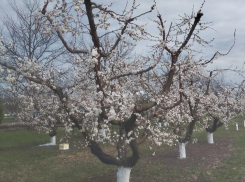 «Если есть на свете рай»: миллиардер Дерипаска выпустил шмелей в саду на Кубани