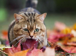 Местами минусовая температура будет в Краснодарском крае