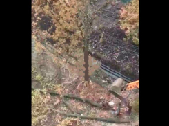 Спил молодых дубов в Краснодаре законен: администрация города