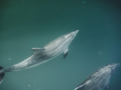 Экстренный госпиталь для пострадавших от мазута дельфинов хотят построить на Кубани