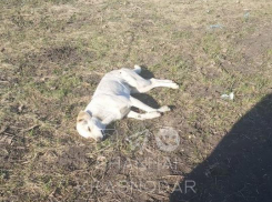 «Власть не решает, решают люди»: в Краснодаре неизвестные убили бездомных собак