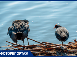 Чомги, скворцы, утки и лысухи: в Краснодаре устроили весенние бои на озере Карасун прекрасные птицы