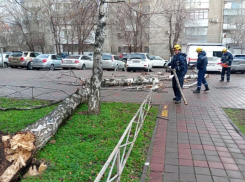 Обрушившийся на Краснодар сильный ветер повалил деревья и снес остановки