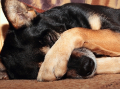 В Краснодаре в районе «Олимпа» догхантеры снова отравили собак